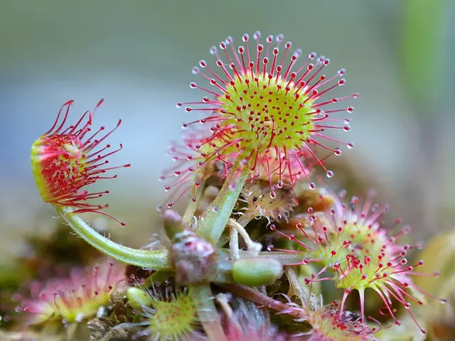 Detailní fotografie masožravé rostliny Drosera s červenými chomáčky.