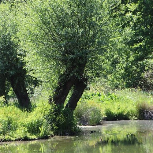 Bílé vrbu rostoucí u vody s odrazem ve vodě.
