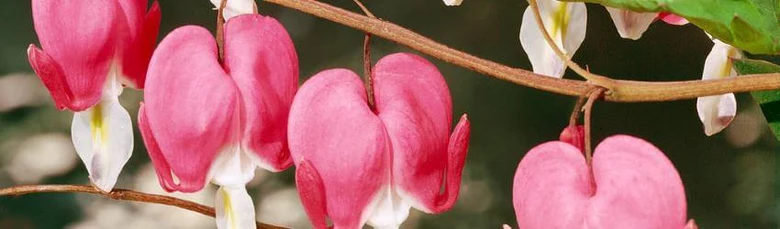 Růžové květy srdcovky dicentra spectabilis visící na větvi.