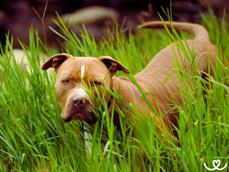 Americký pitbull teriér stojí v zelené trávě a dívá se na diváka.