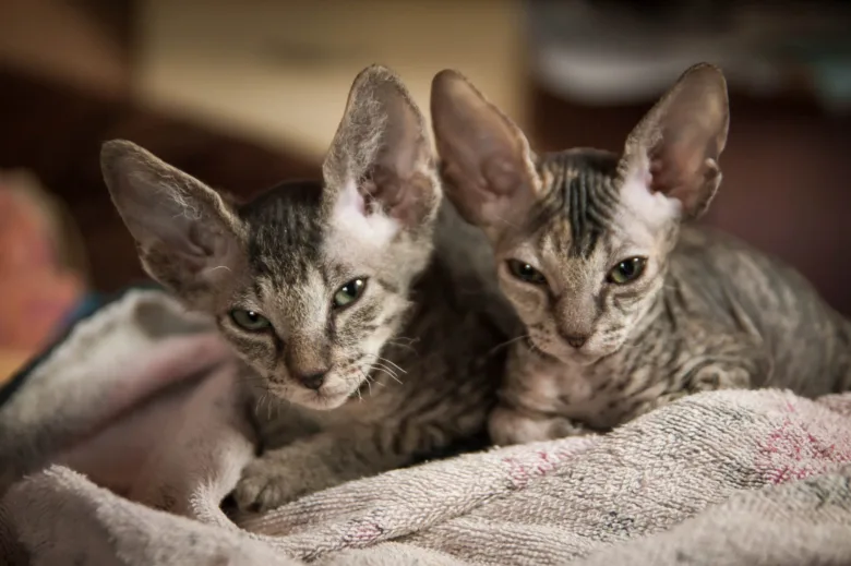 Dvě koťata bez srsti rasy Sphynx leží na dečce.