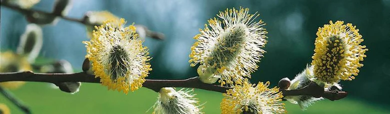 White willow catkins