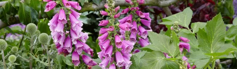 Foxglove flowers in garden