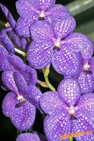 Fialové květy vandy, typické pro pěstování orchidejí.