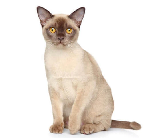 Siamese cat sitting