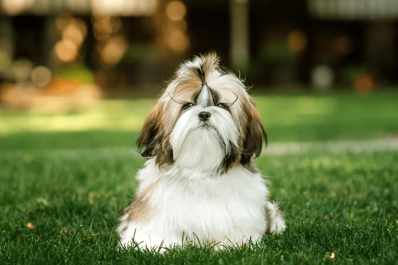 Hledavý shih-tzu sedí na zelené trávě venku.