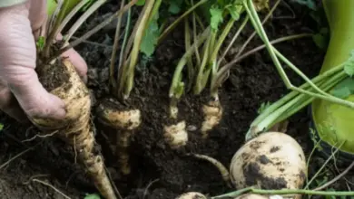 Ruční sběr čerstvého petržele a pastiňáku z zahradní půdy.