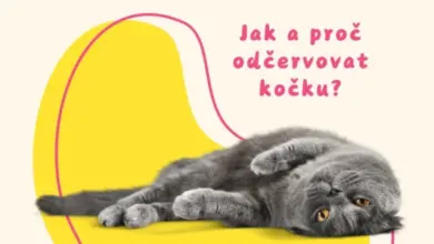 Šedá kočka leží na žlutém pozadí s českým textem o odčervování.