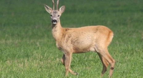 Roe deer in grassland
