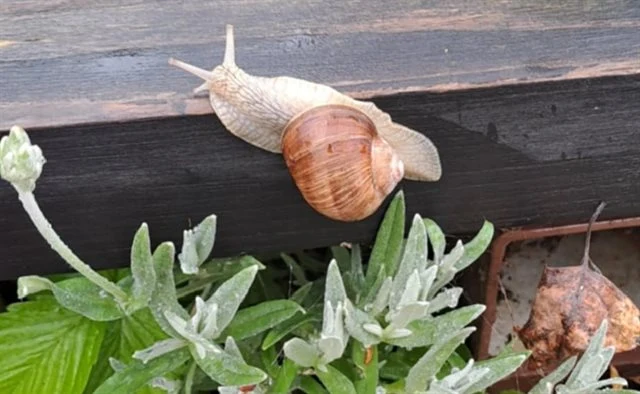 Hlemýžď zahradní se plazí po dřevě mezi rostlinami v zahradě.