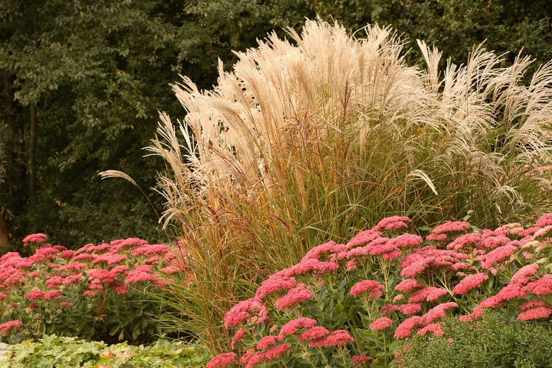 Vysoká ozdobná tráva miscanthus s růžovými květy sedmu v zahradním záhonu.