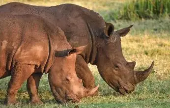Dva africké nosorožci se pasou na trávě v přírodě.