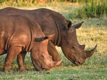 Dva africké nosorožci se pasou na trávě v přírodě.