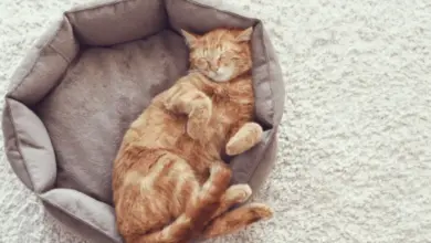Oranžová kočka spí v šedém pelíšku na bílém koberci.