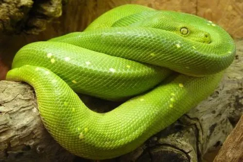 Green tree python coiled on wood