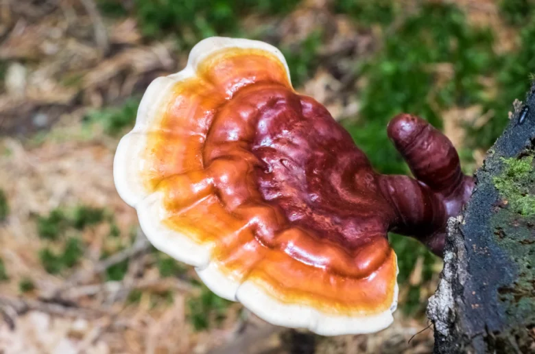 Červenohnědá houba reishi rostoucí na kmeni stromu v lese.