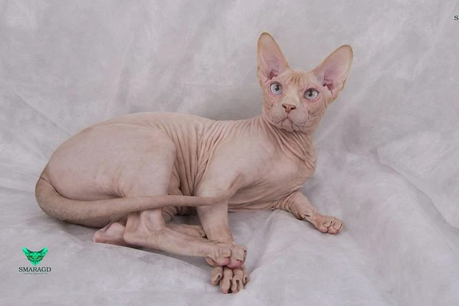 Holá sphynx kočka sedící na bílém pozadí.