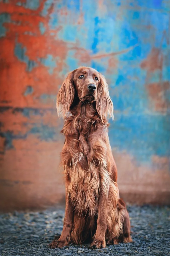 Irish Setter pes sedí na štěrku před barevnou zdí.