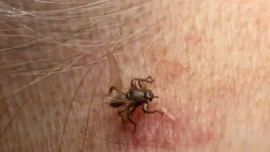 Kloš jelení kousající lidskou nebo zvířecí kůži s červenou reakcí.