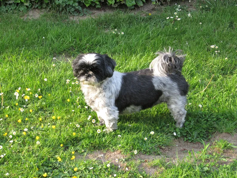 Černobílý shih-tzu stojí na trávníku mezi kvetoucími pampeliškami.