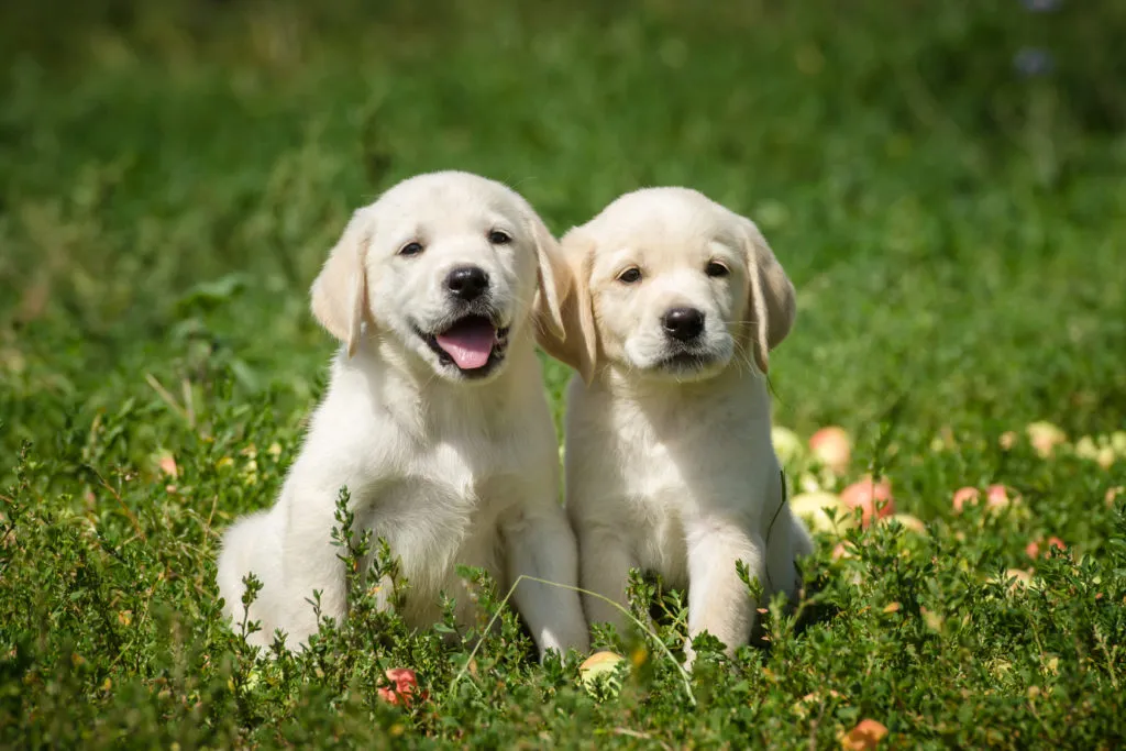 Dva bílí štěňata labradorského retrievera sedící na trávě.