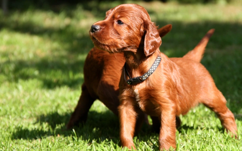 Irish setter puppy