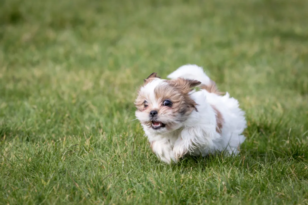 Malý shih-tzu běží po zelené trávě.