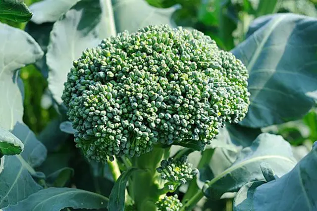Broccoli head on plant