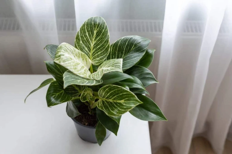 Zeleno-bílý filodendron v květináči na bílé ploše.