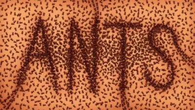Mnoho mravenců tvořících slovo ANTS na oranžovém pozadí.