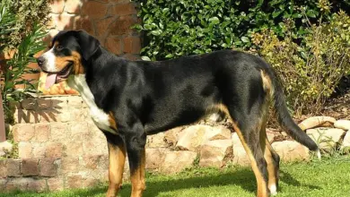 Greater swiss mountain dog