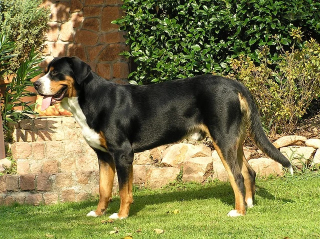 Greater swiss mountain dog
