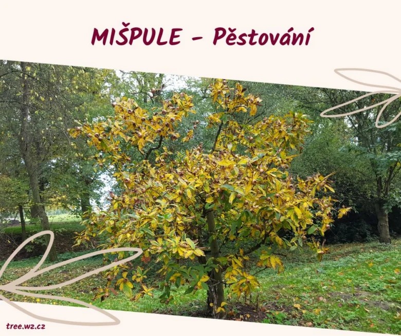 Mišpule s žlutými listy v přírodě, vhodná pro článek o pěstování.
