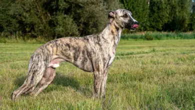 Brindle španěl stojí na trávníku před stromovou linií.