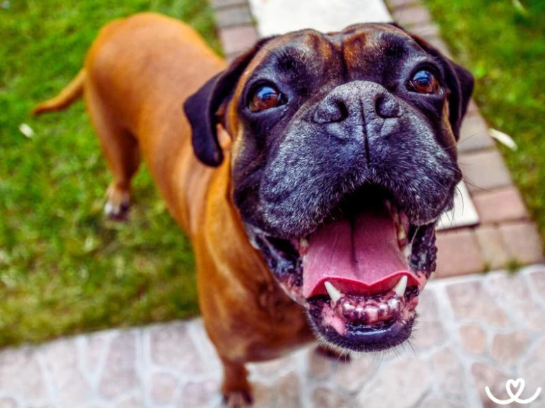 Šťastný boxer hledící nahoru s otevřenou pusou venku.