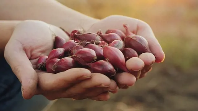 Ruce drží červené cibulové sazečky připravené k podzimnímu zasazení.