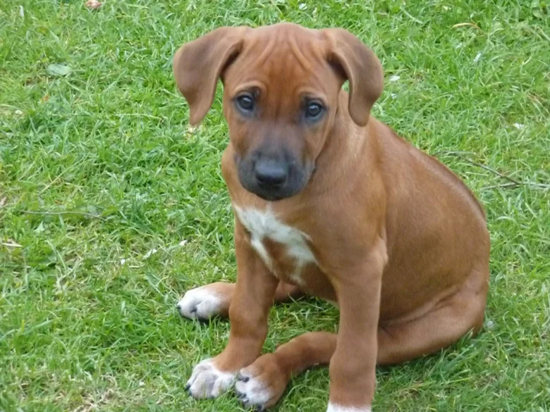 Malý štěně rhodéského ridgebacka sedí na trávníku.