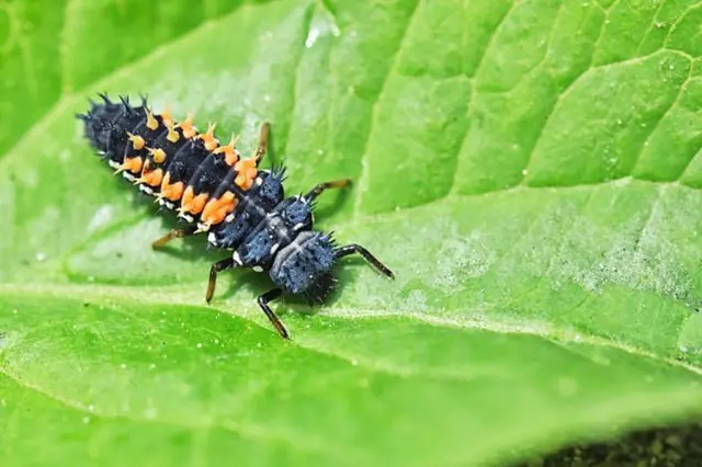 Larva sluníčka sedmitečného na zeleném listu.