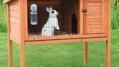 Dřevěná králíkárna s bílým králičkem uvnitř na trávníku.
