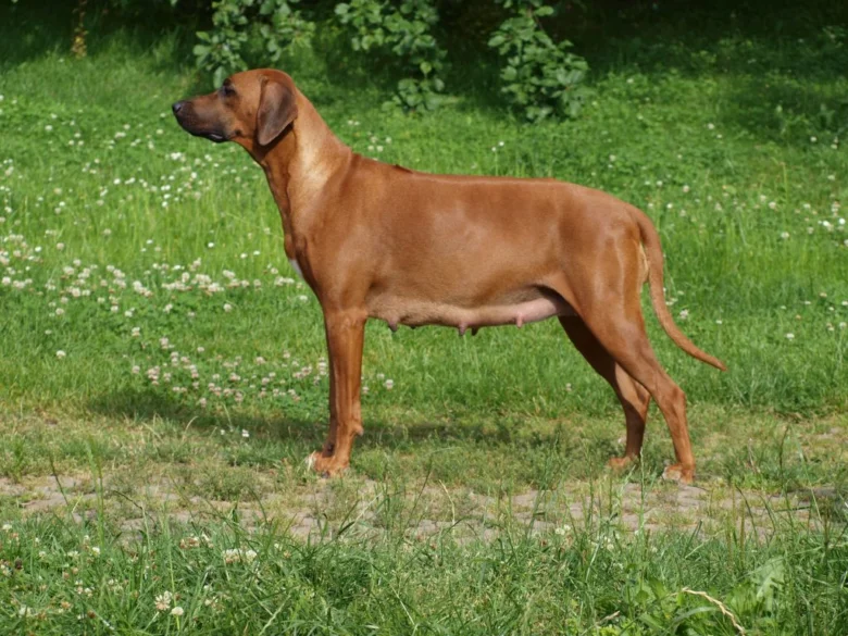 Hnědý rhodéský ridgeback stojí na trávníku s květinami.
