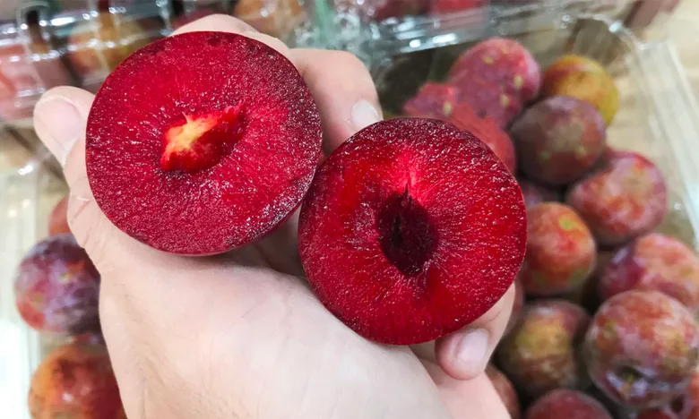 Rozkrojená červená švestka v ruce nad plody.