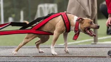 Americký pitbull v červeném úvazku při cvičení na dráze.