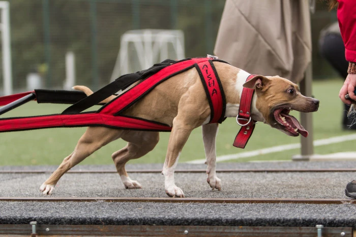 Americký pitbull v červeném úvazku při cvičení na dráze.