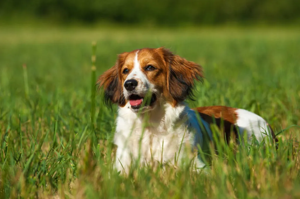 Šťastný kooikerhondje leží na trávníku venku.