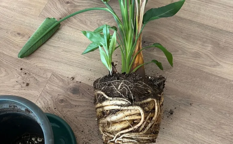 Strelicie s odhaleným kořenovým systémem na dřevěné podlaze