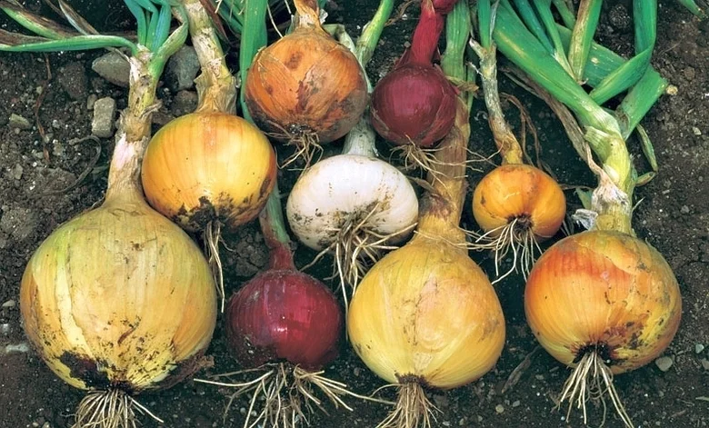 Sběr cibule s kořeny a zelenými stonky na zemi.