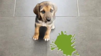 Mladý pes sedí na dlažbě vedle zelené skvrny zvracení.
