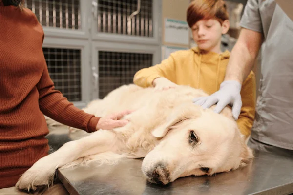Zlatý retrívr leží na veterinárním stole, lidé ho jemně utěšují.