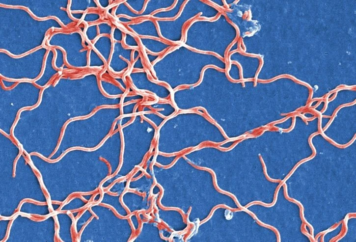 Elektronový mikroskopický snímek bakterií způsobujících meningitidu na modrém pozadí.