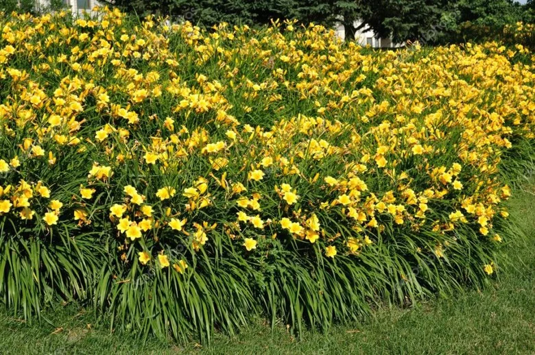 Žluté denivky kvetou v zahradním záhonu vedle trávníku.